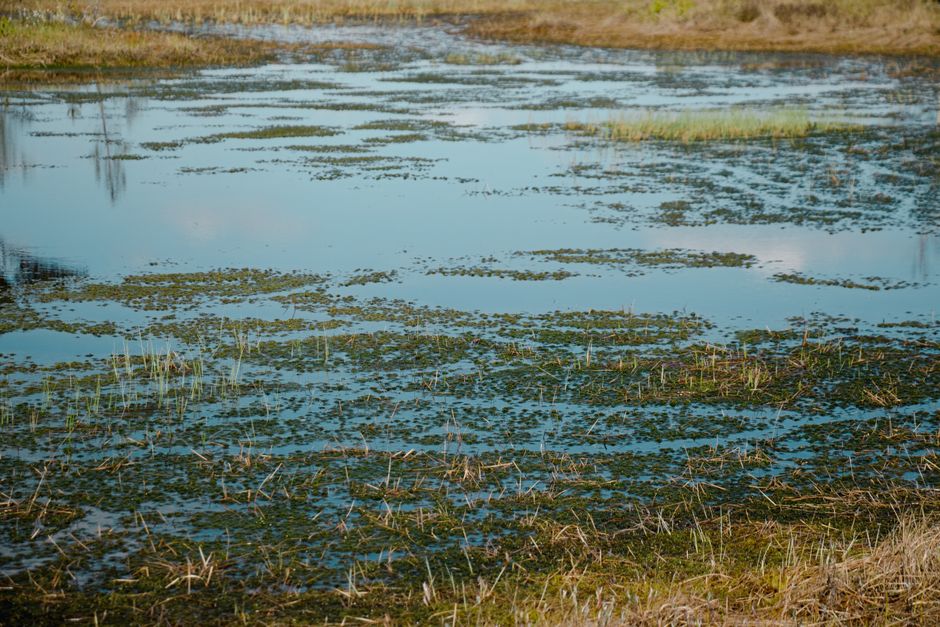 Fuel Spill Contaminates Marsh Creek Near Picton, Cleanup Underway