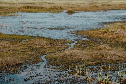 Бесплатное стоковое фото с Belarus, blue water, grass