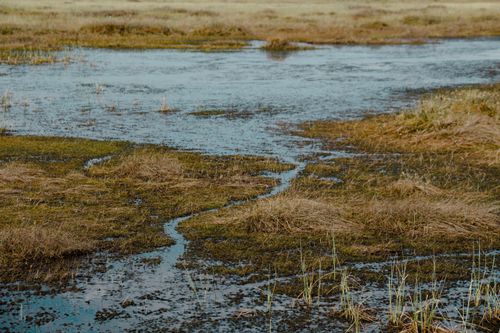 Free A tranquil marshland scene with water, rushes, and aquatic vegetation in a rural setting. Stock Photo