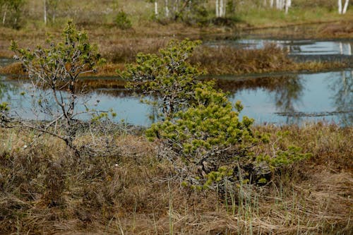 Trees near Lake on Marsh