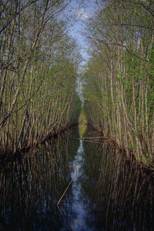 Immagine gratuita di acqua, alberi, foresta