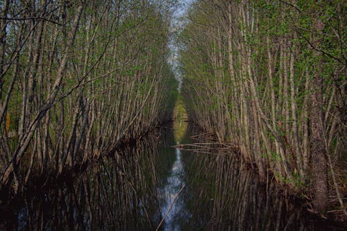 Immagine gratuita di acqua, alberi, foresta