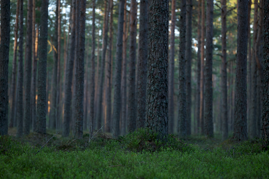 Tall evergreen trees in a peaceful forest with lush green undergrowth.