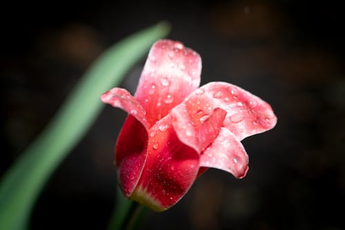 Close up of Red Tulip