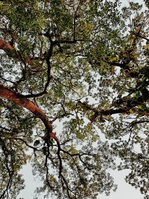 Close up of Tree Branches