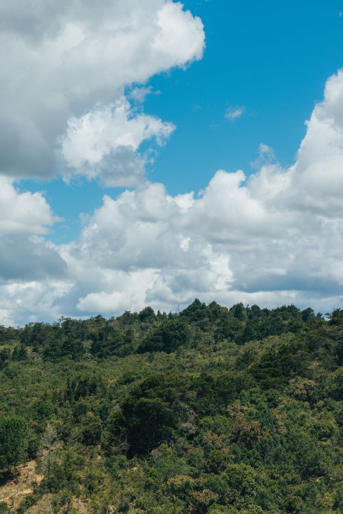 Free Tranquil forest landscape under a clear blue sky with fluffy clouds during summer time. Stock Photo
