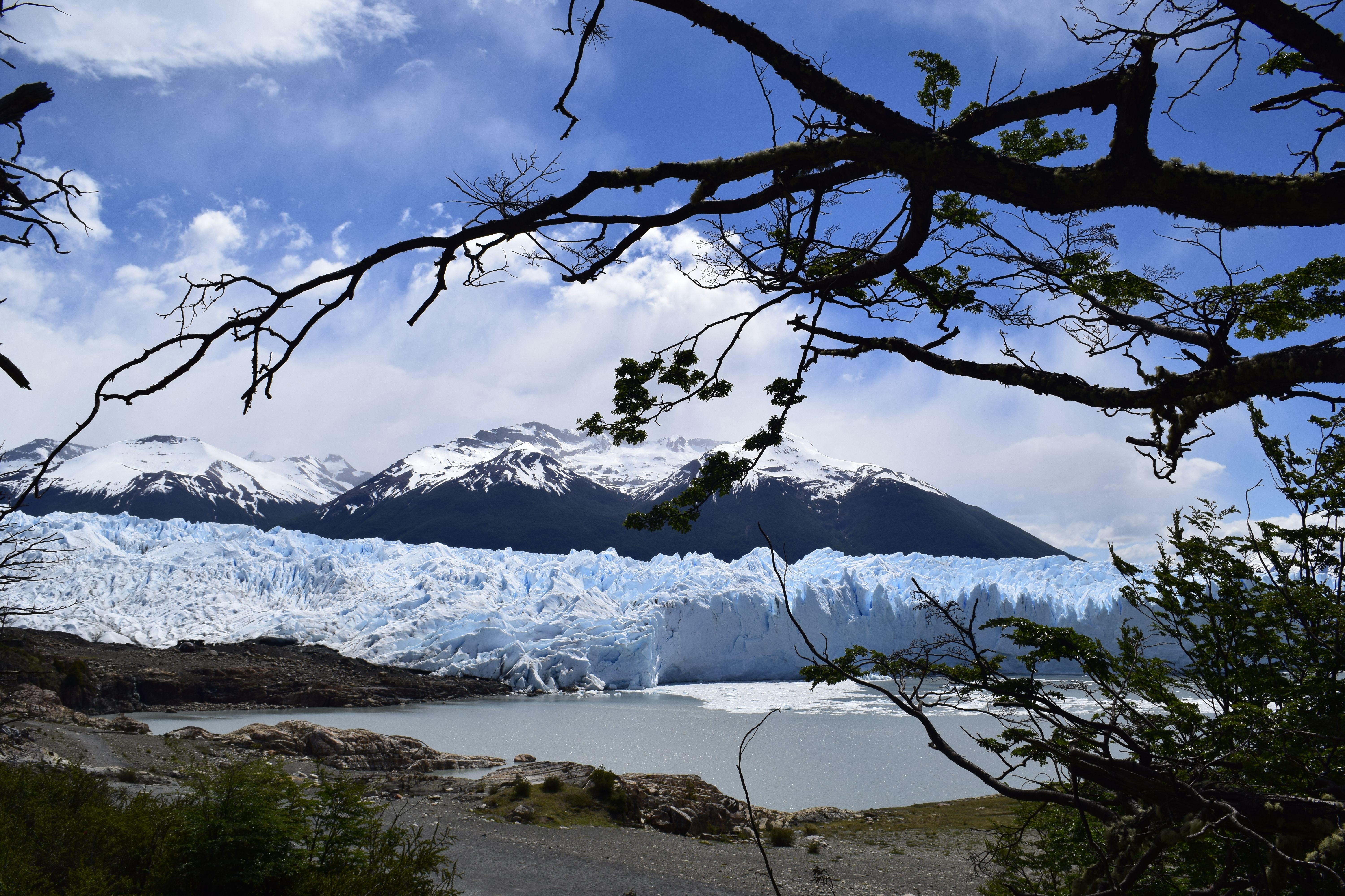 A stunning view of a glacier with snowy mountains in the background framed by tree branches.