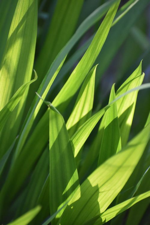 Free Close-up view of lush sunlit green leaves showcasing nature's vibrant colors. Stock Photo