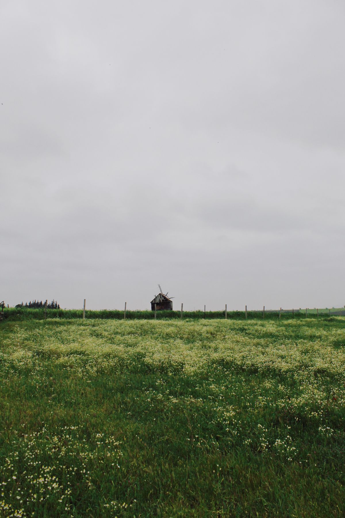 Groene wei met wilde bloemen
