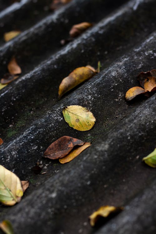 Základová fotografie zdarma na téma listy, padlý, podzim