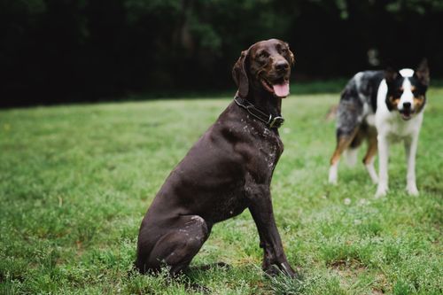 Free Relaxing and playful moment of two dogs on a grass field, enjoying nature. Stock Photo