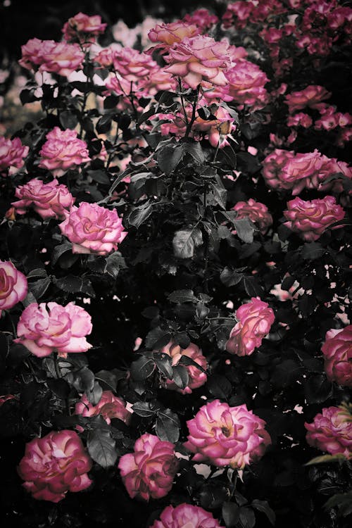 Decorative Pink Roses