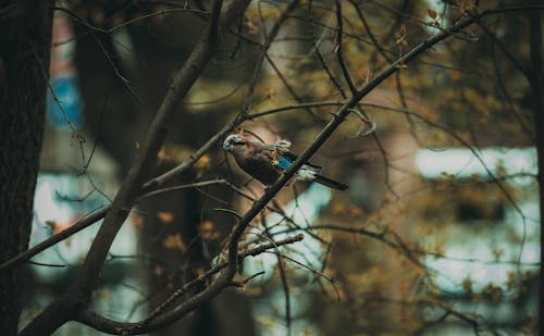 Bird Perching on Tree in Autumn
