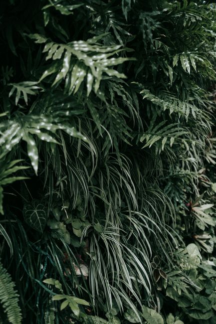 Exotic tropical plants with lush green leaves creating a dense natural scene.
