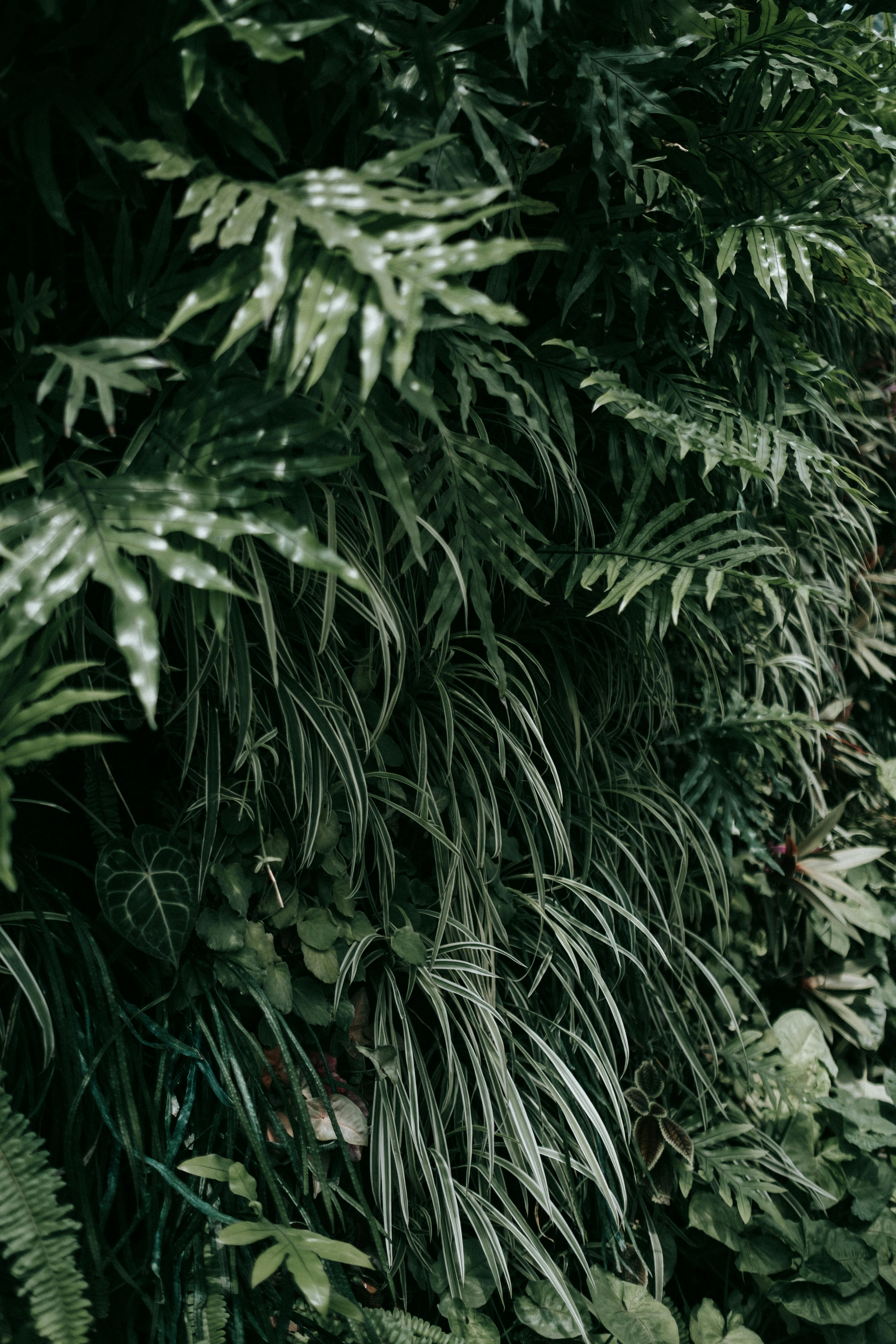 File:Dark green seamless vegetation leaves foliage dense bush