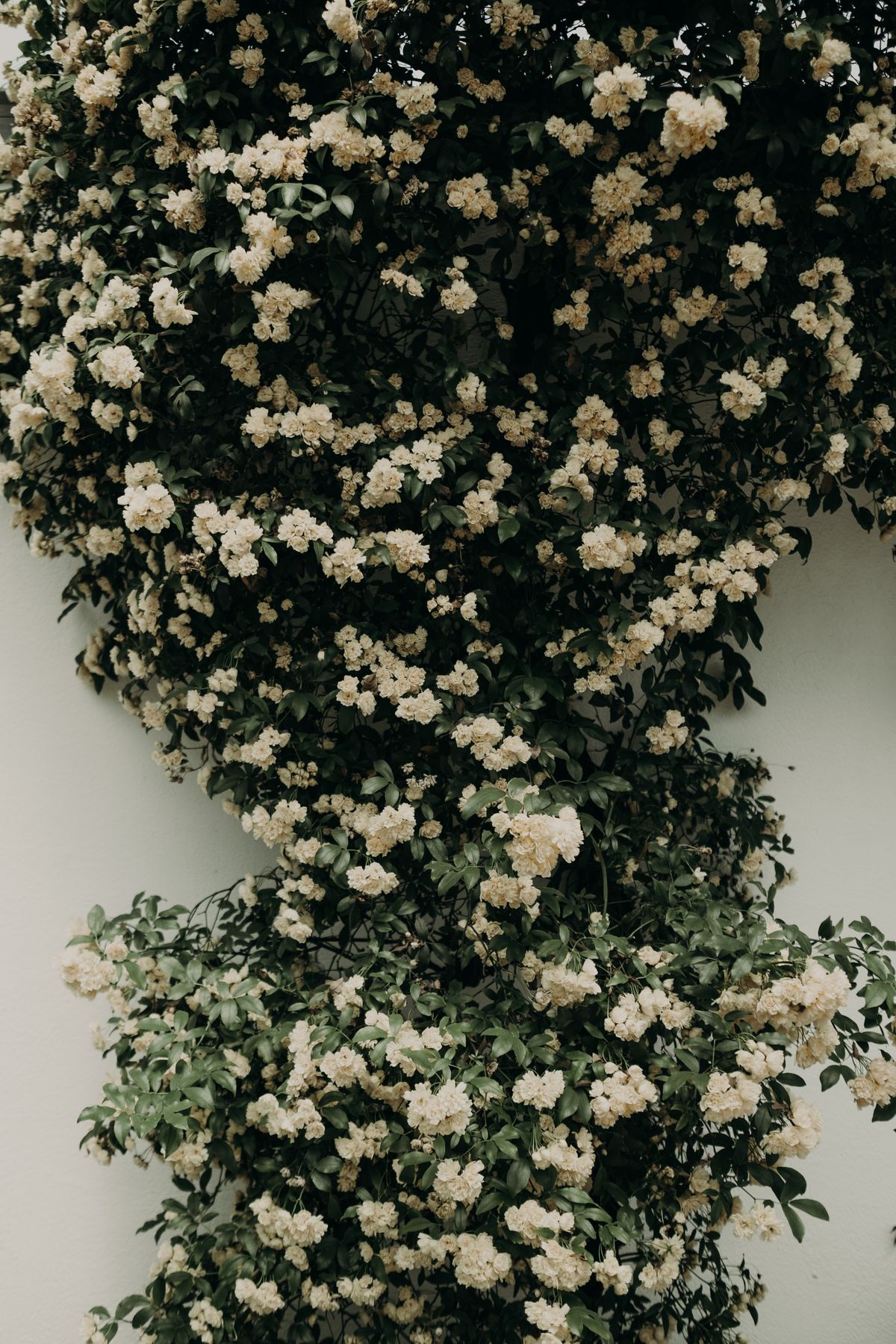 Cascading ivory blossom wall backdrop for elegant celebrations