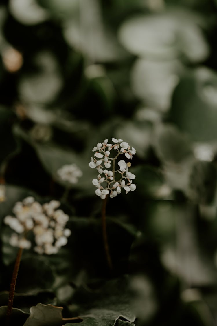 Delicate White Flowers