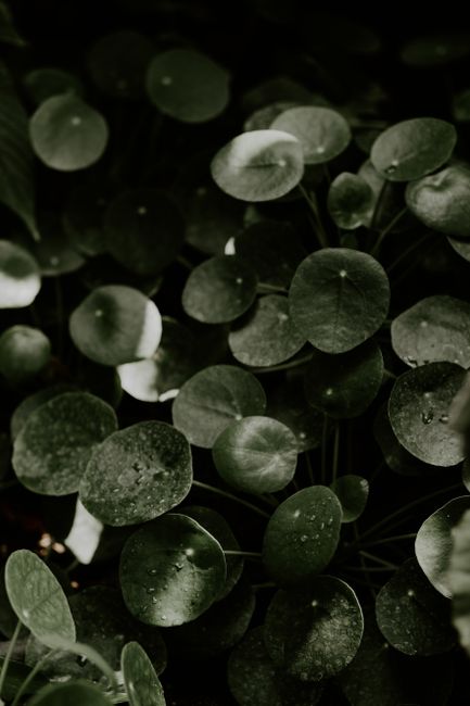 Close-up view of lush Pilea Peperomioides leaves with water droplets, showcasing nature's beauty.