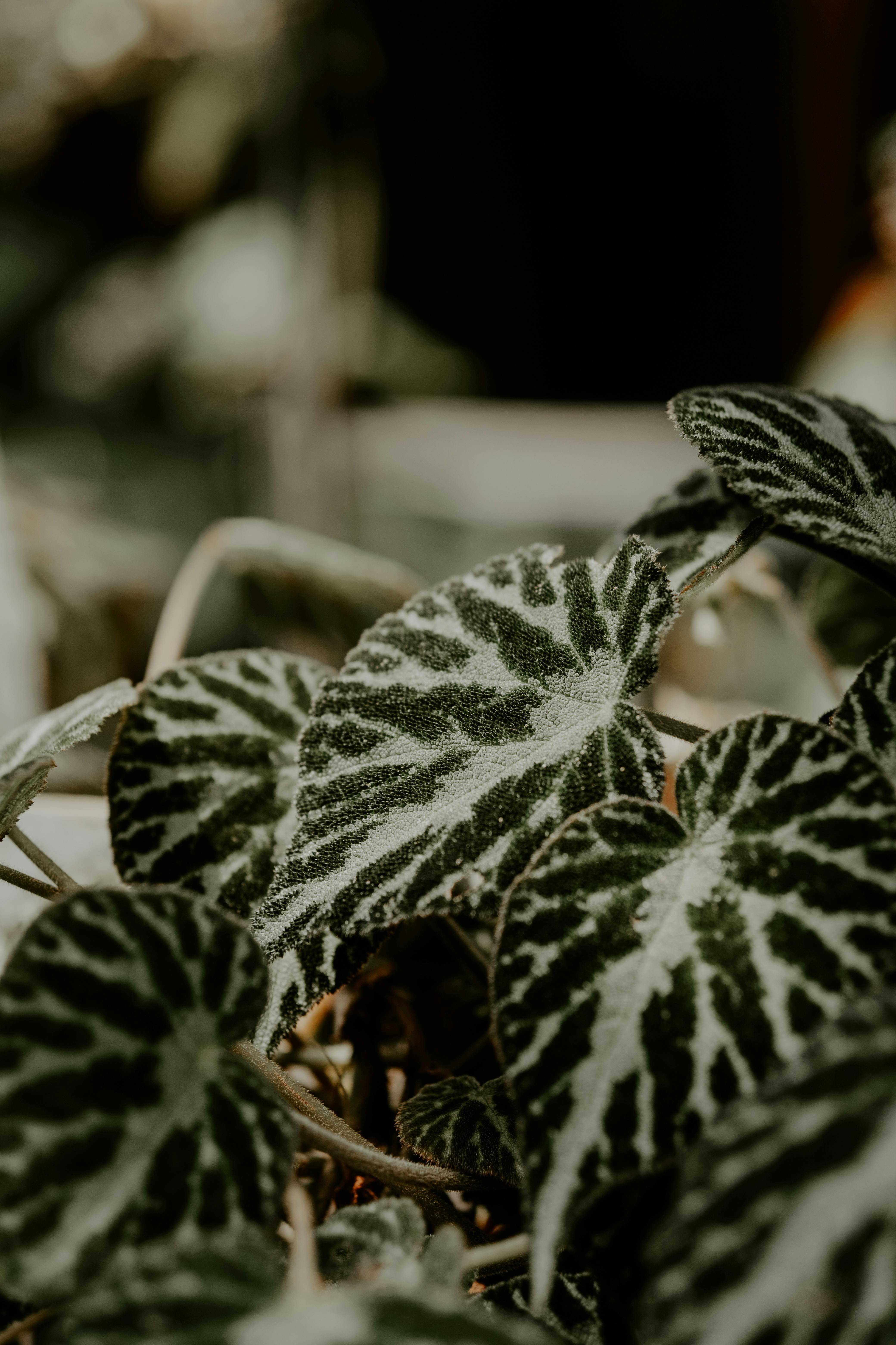 Detailed close-up of variegated begonia leaves with unique patterns and textures.