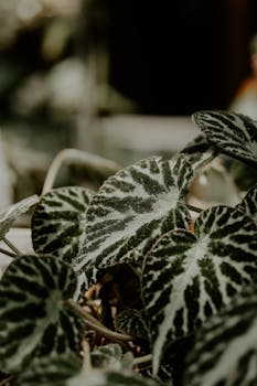Detailed close-up of variegated begonia leaves with unique patterns and textures.