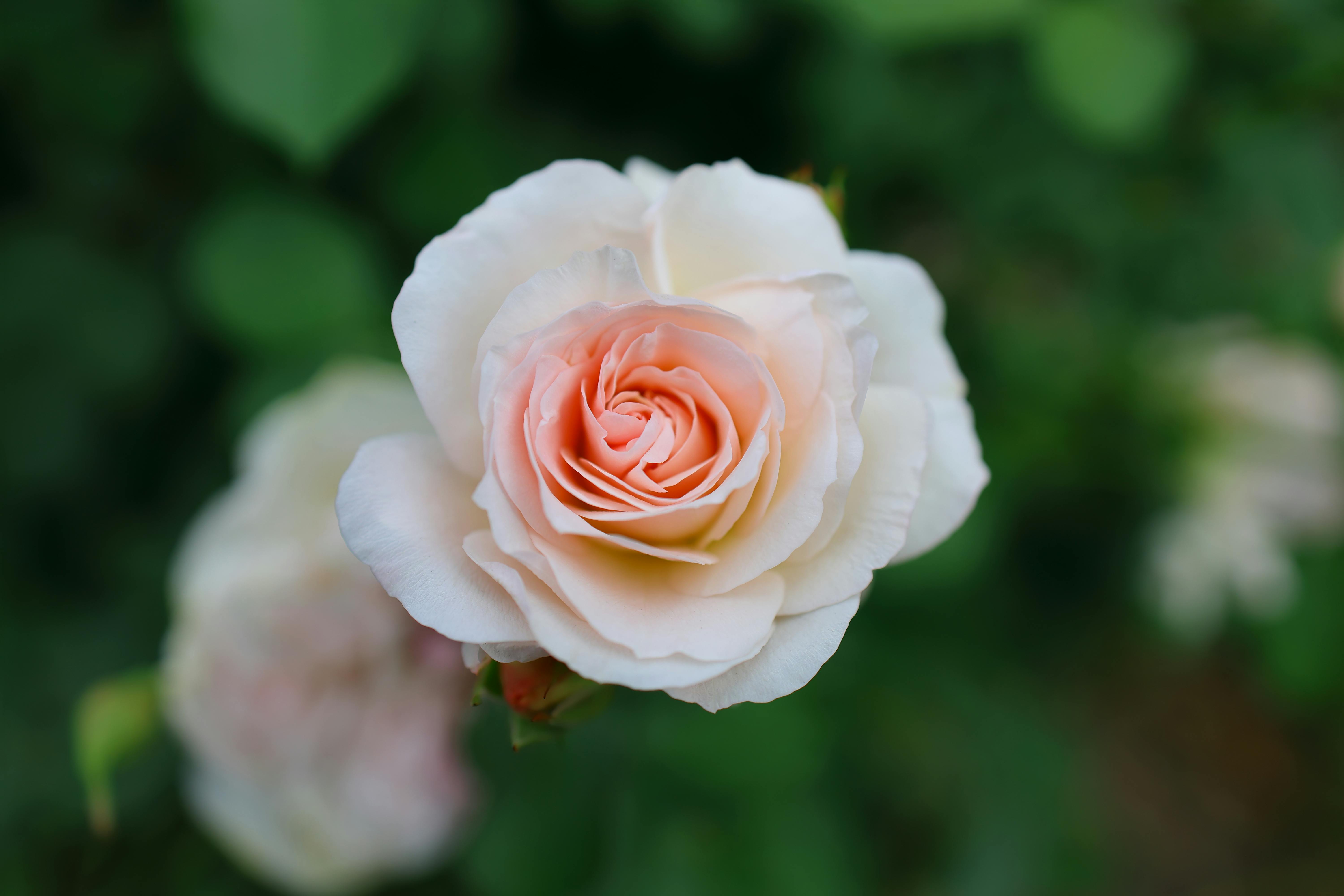 1,647 Light Pink Roses Stock Photos, High-Res Pictures, and Images - Getty  Images