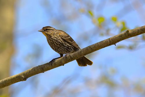 Free A close-up of a redwing bird perched on a tree branch against a blurred natural background. Stock Photo