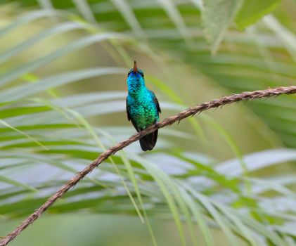 Hummingbird Perching on Branch