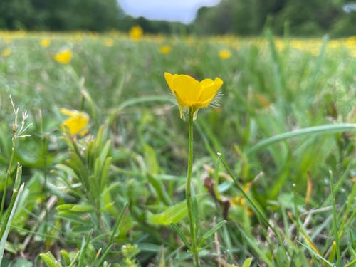 Kostnadsfri bild av blommor, grön, gul