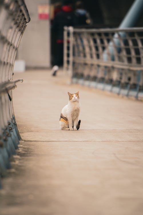 Kostenloses Stock Foto zu haustier, katze, selektiven fokus