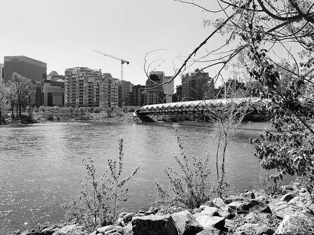 Free stock photo of black and white, city park, outdoor