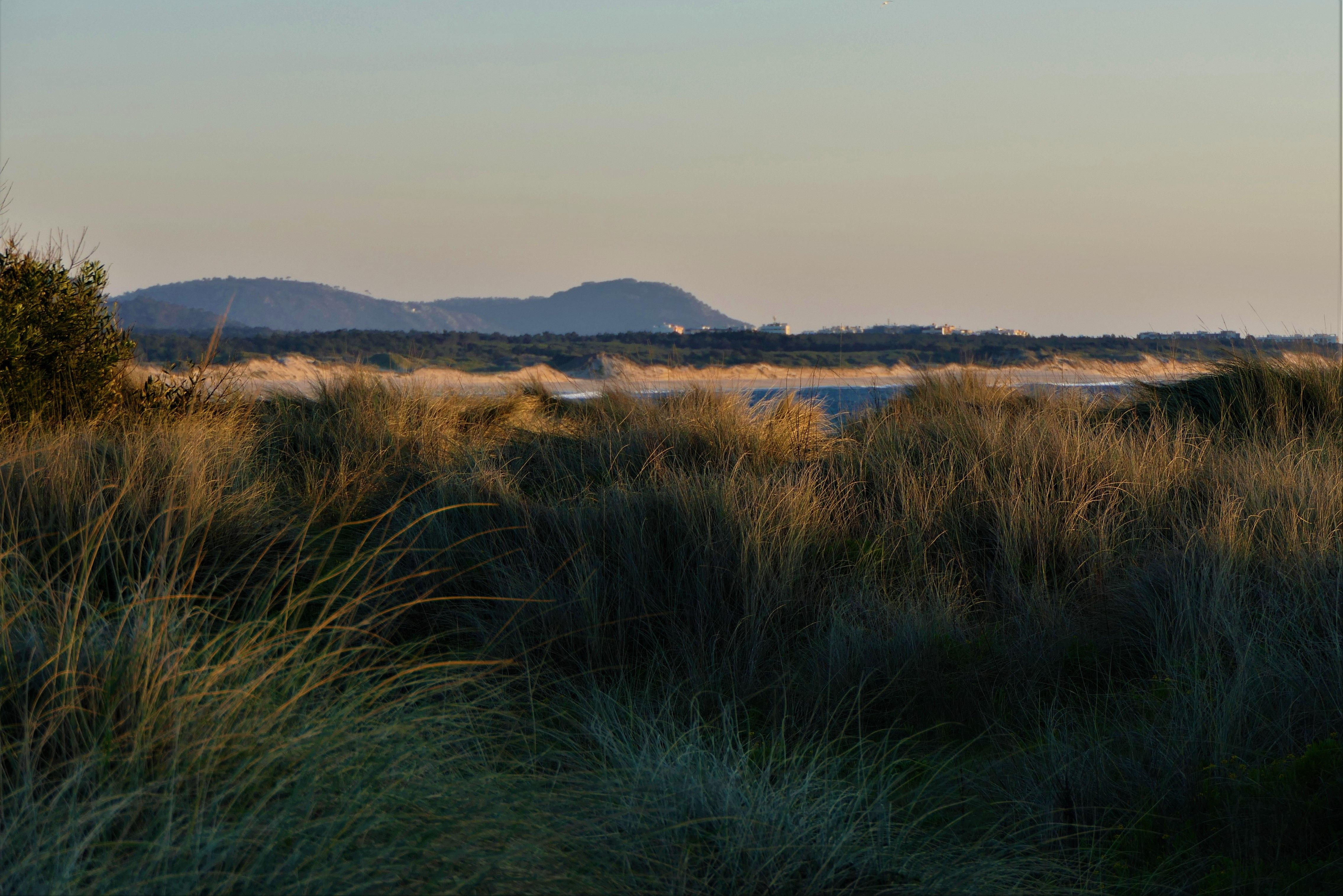 Rushes on Plains in Countryside · Free Stock Photo
