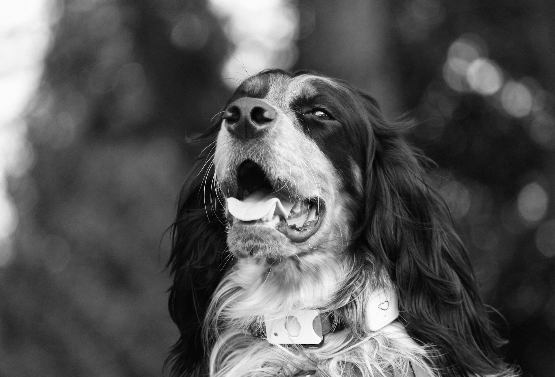 Portrait of a Dog