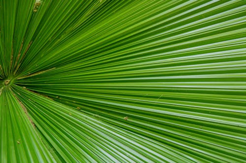Tree Palm Leaf