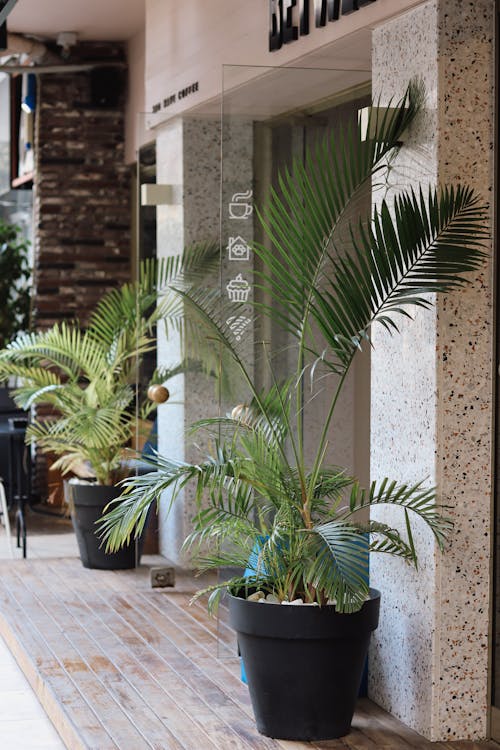 A Potted Plant in a Room 