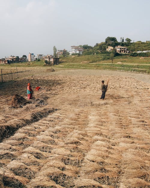 Foto stok gratis agrikultura, bekerja, bidang