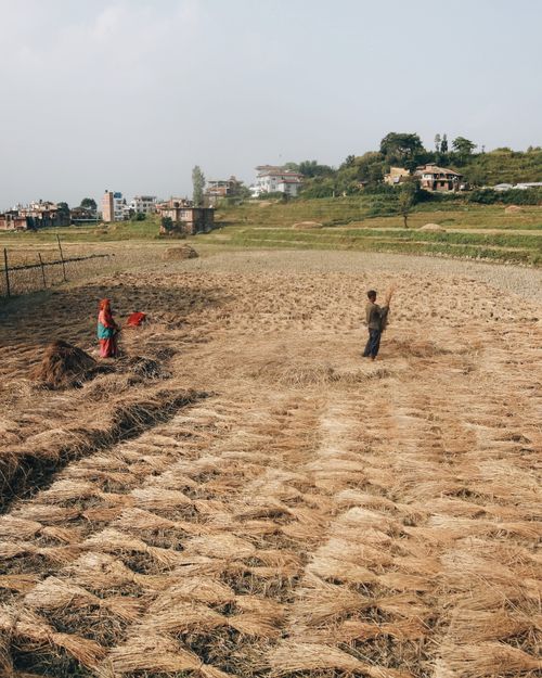 Free Two rural farmers working in a harvested field, surrounded by distant buildings and greenery. Stock Photo