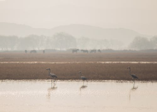 Flamingos Standing in Water