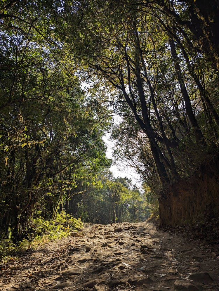 Bumpy Forest Road