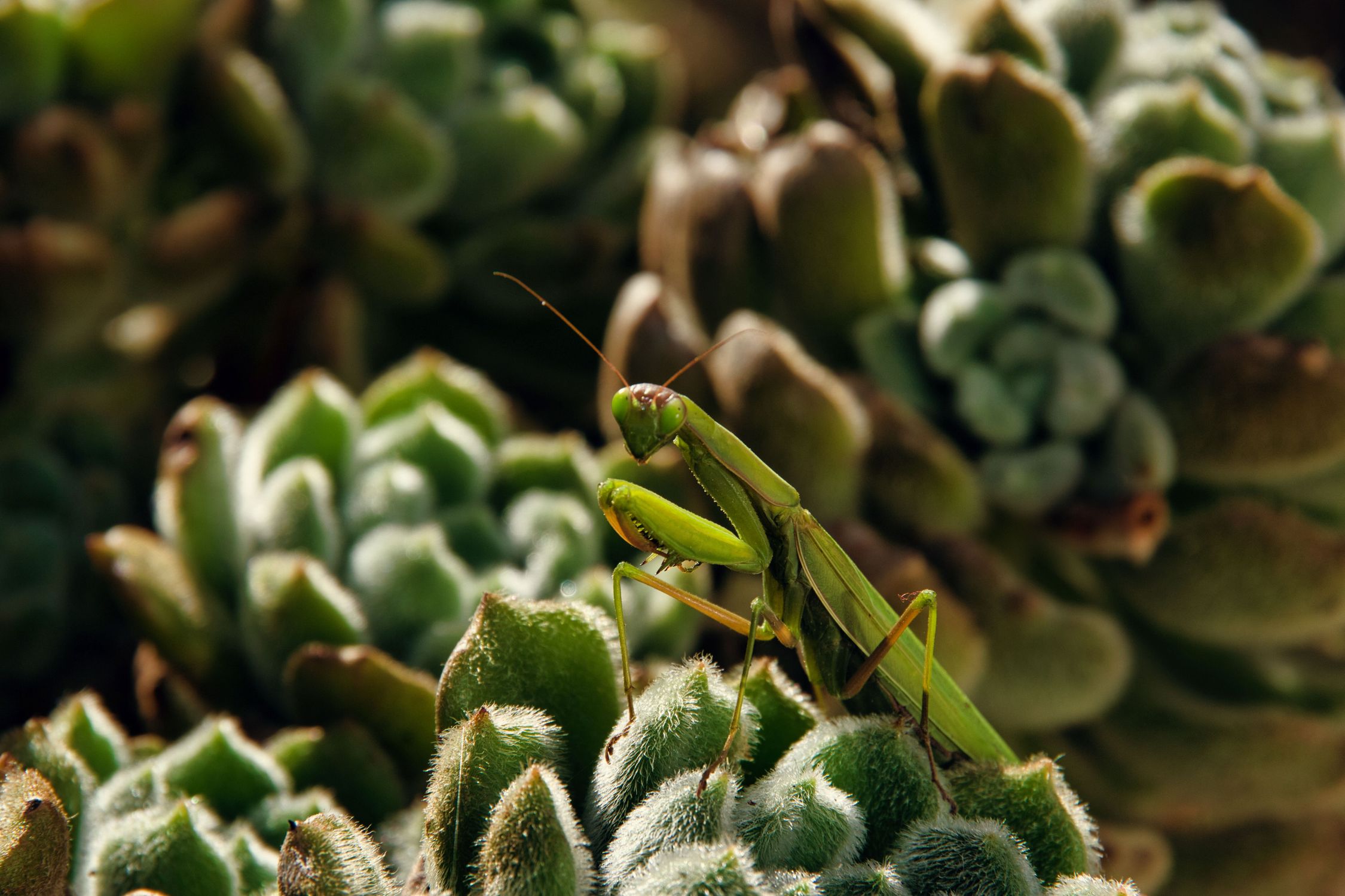 Photo gratuite de antiparasitaire, arthropode, balance de couleur ...