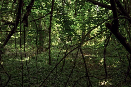 Imagine de stoc gratuită din arbori de pădure, copac verde, frunză verde