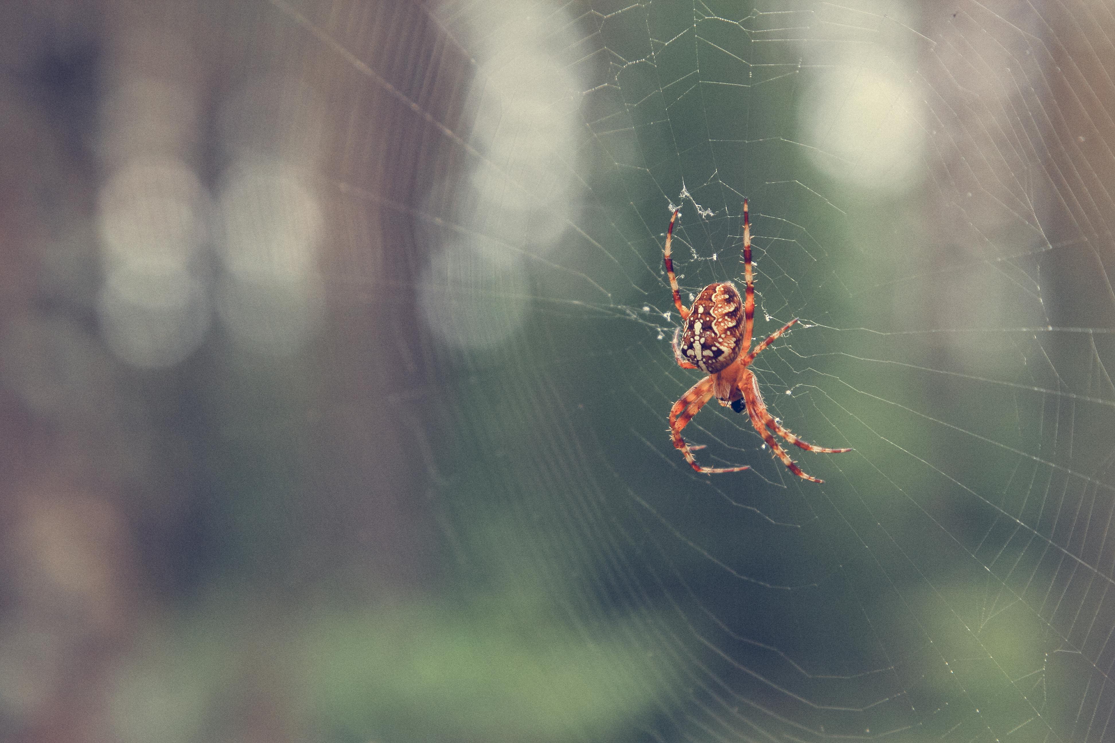 Kostenloses Foto zum Thema: herbst, spinne, spinnennetz