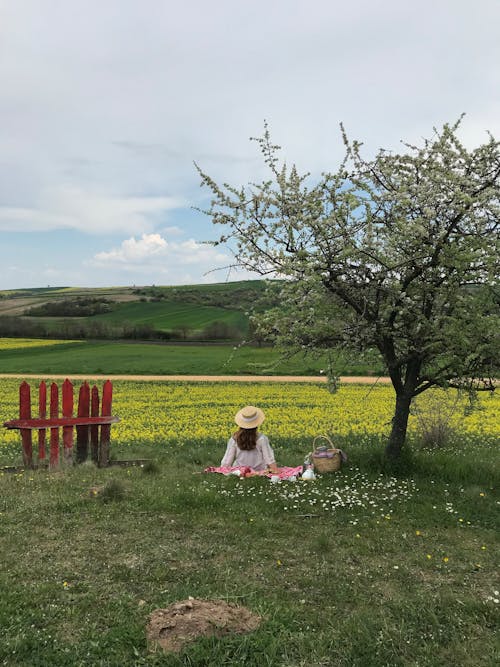 Woman Having a Picnic under a Cherry Tree in Blossom 