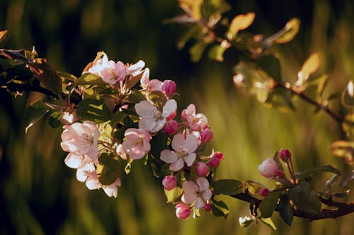 Gratis lagerfoto af æbletræ, baggrund, blomster