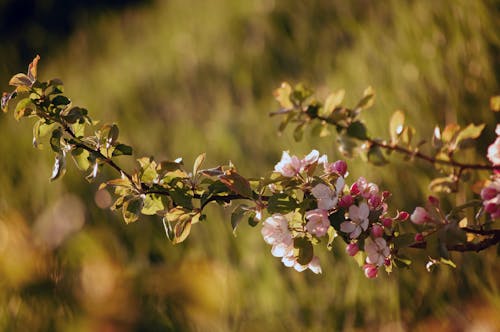 Close-up of an Apple Tree in Blossom 