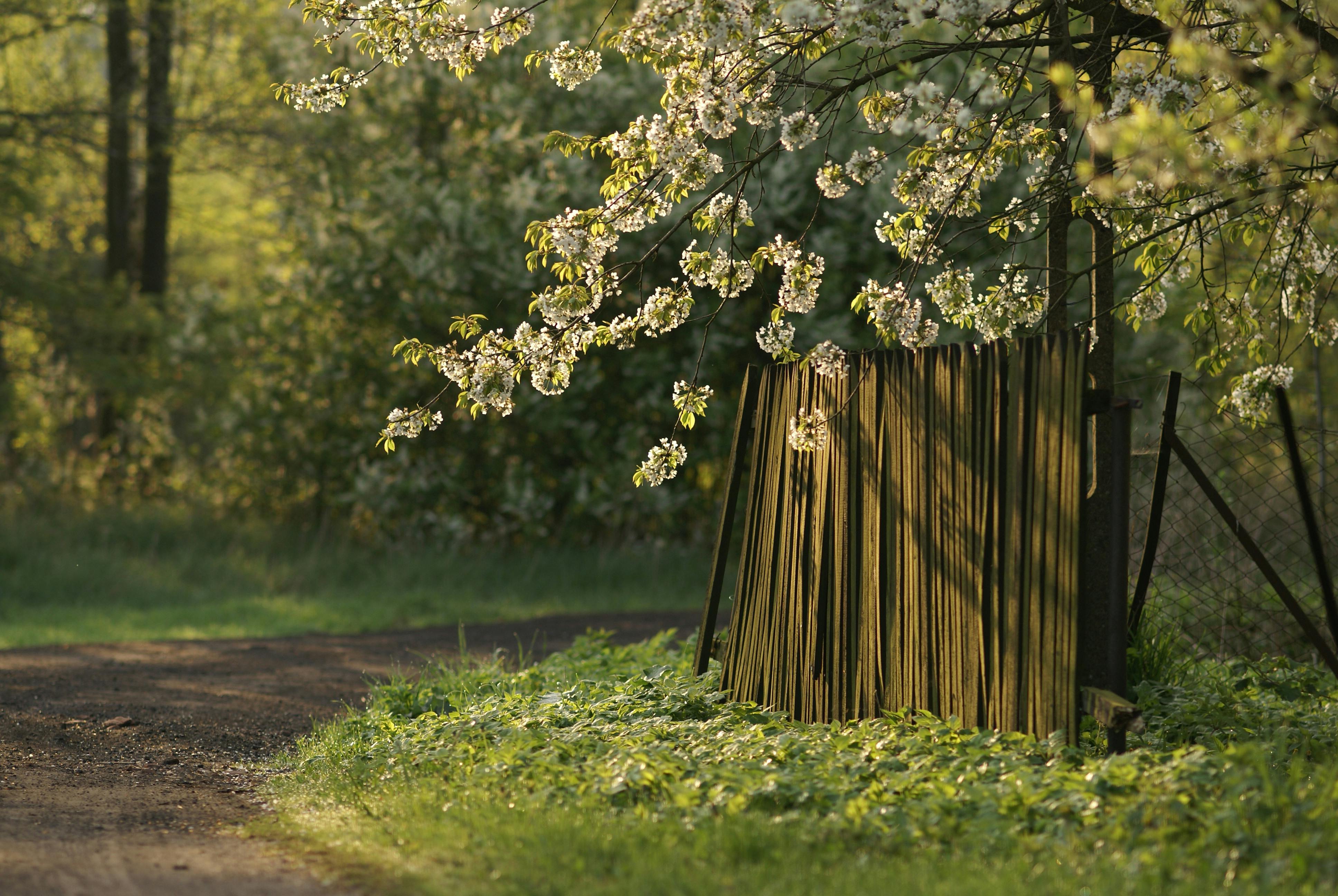 a wooden fence and a tree in bloom