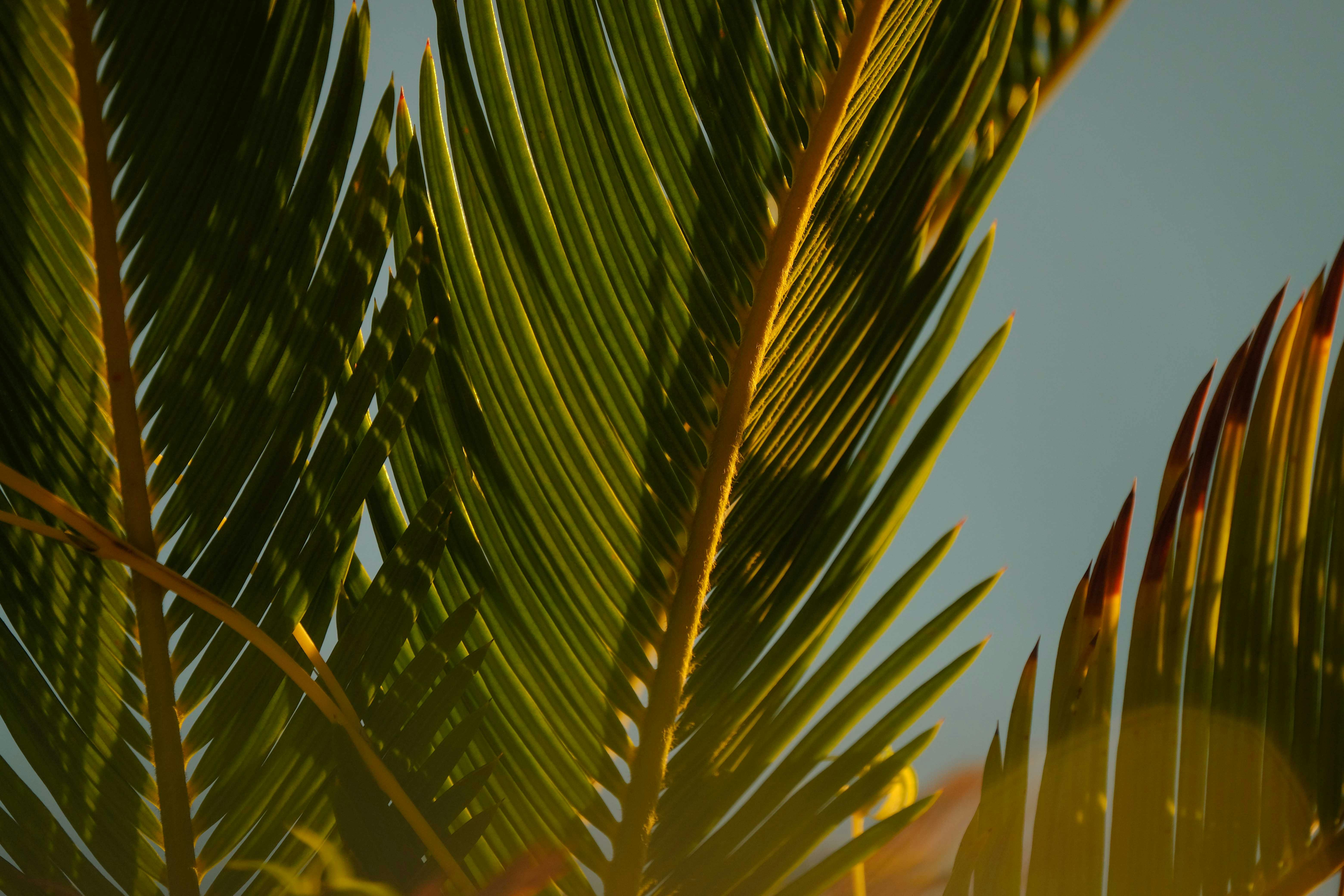 Close-up of Black Palm Tree Leaves on Black Background · Free Stock Photo