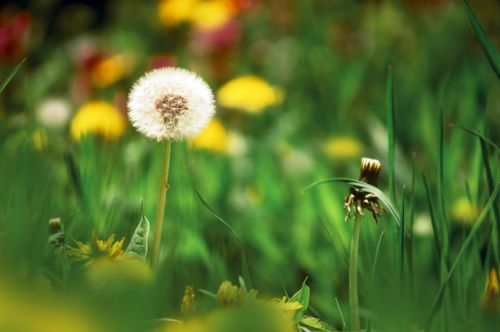 Free Captivating close-up shot of a dandelion puff in a vibrant field during springtime. Stock Photo
