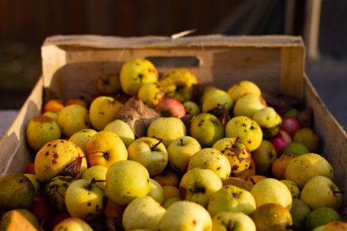 Free A crate filled with rustic apples displaying decay in warm autumn light. Stock Photo