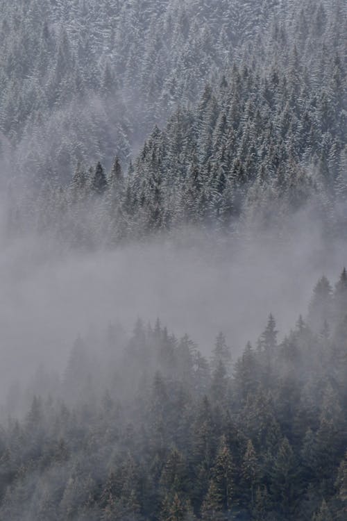 Photos gratuites de arbres, brouillard, forêt