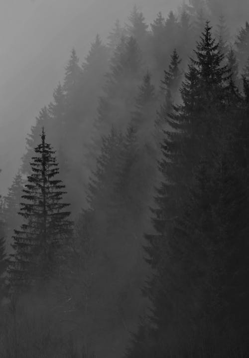 Gratis stockfoto met bomen, Bos, mist